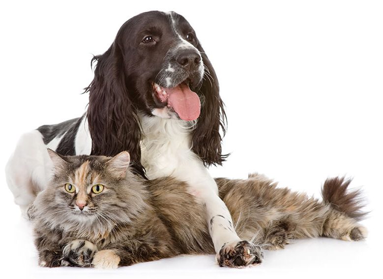 Small Dog And Cat Laying Together