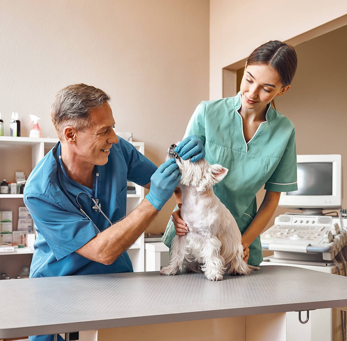 Vet And Tech Examining Dog