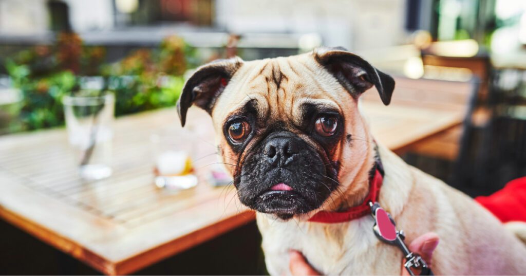 pug dog at outdoor dog-friendly restaurant with owner