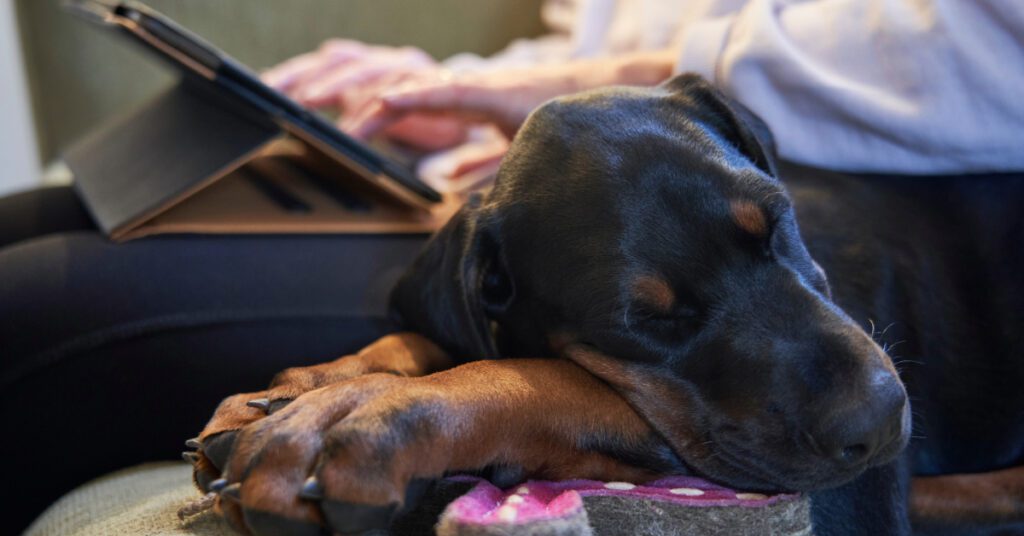 female owner working on tablet on the couch while dog sleeps on the couch next to her