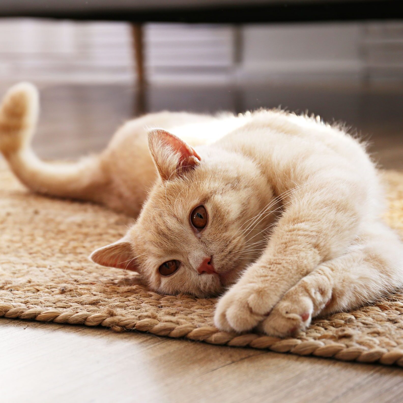 Cat Stretching On Rug