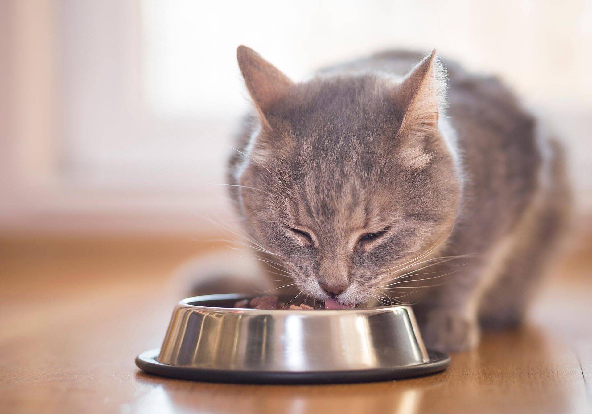 Close Up Of Cat Eating Dry Food From Bowl