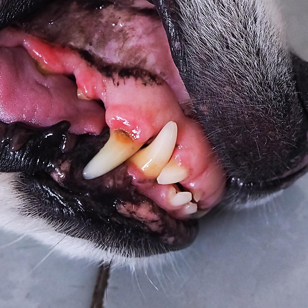 Dog And Cat Teeth Cleanings In Homosassa Fl