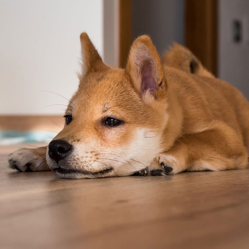 Dog Laying On Floor