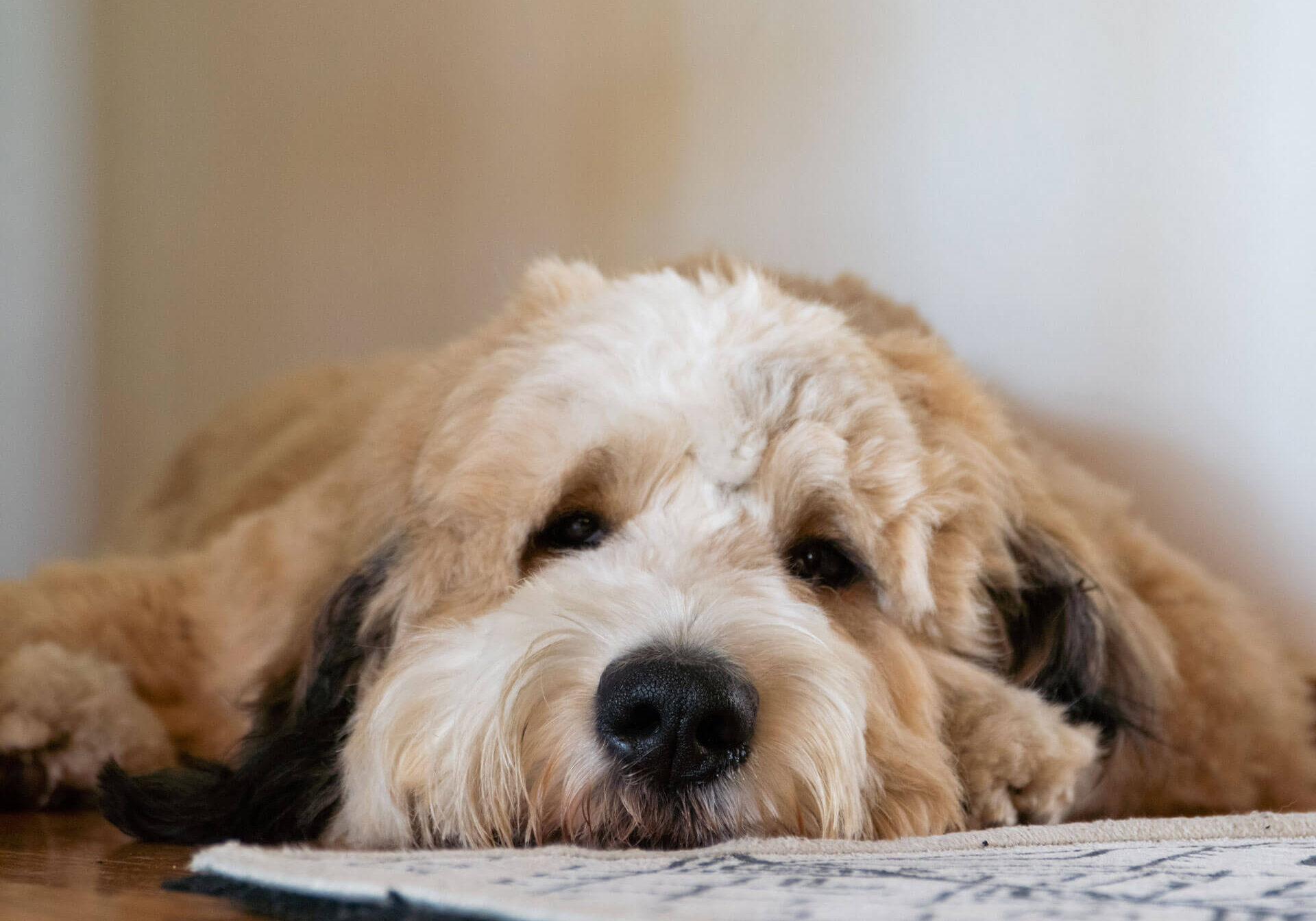 Dog Laying On Rug