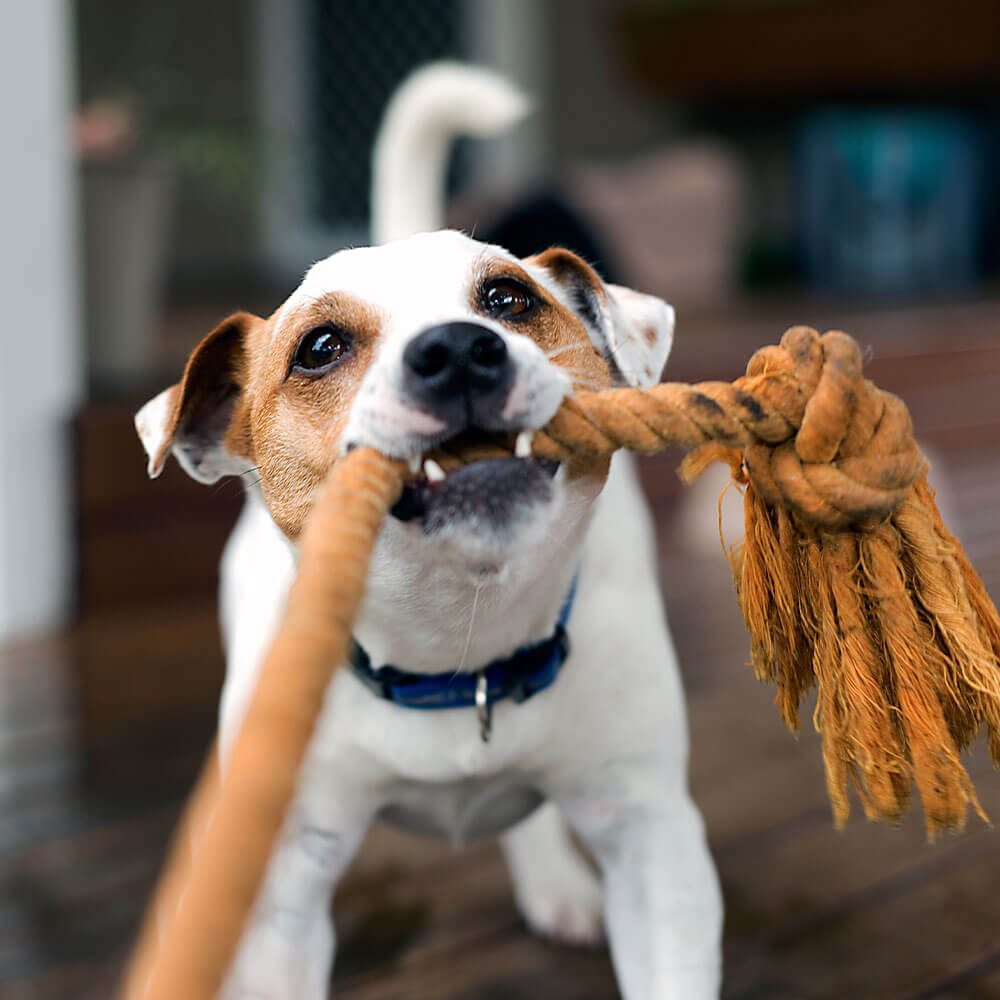 Dog Pulling Rope