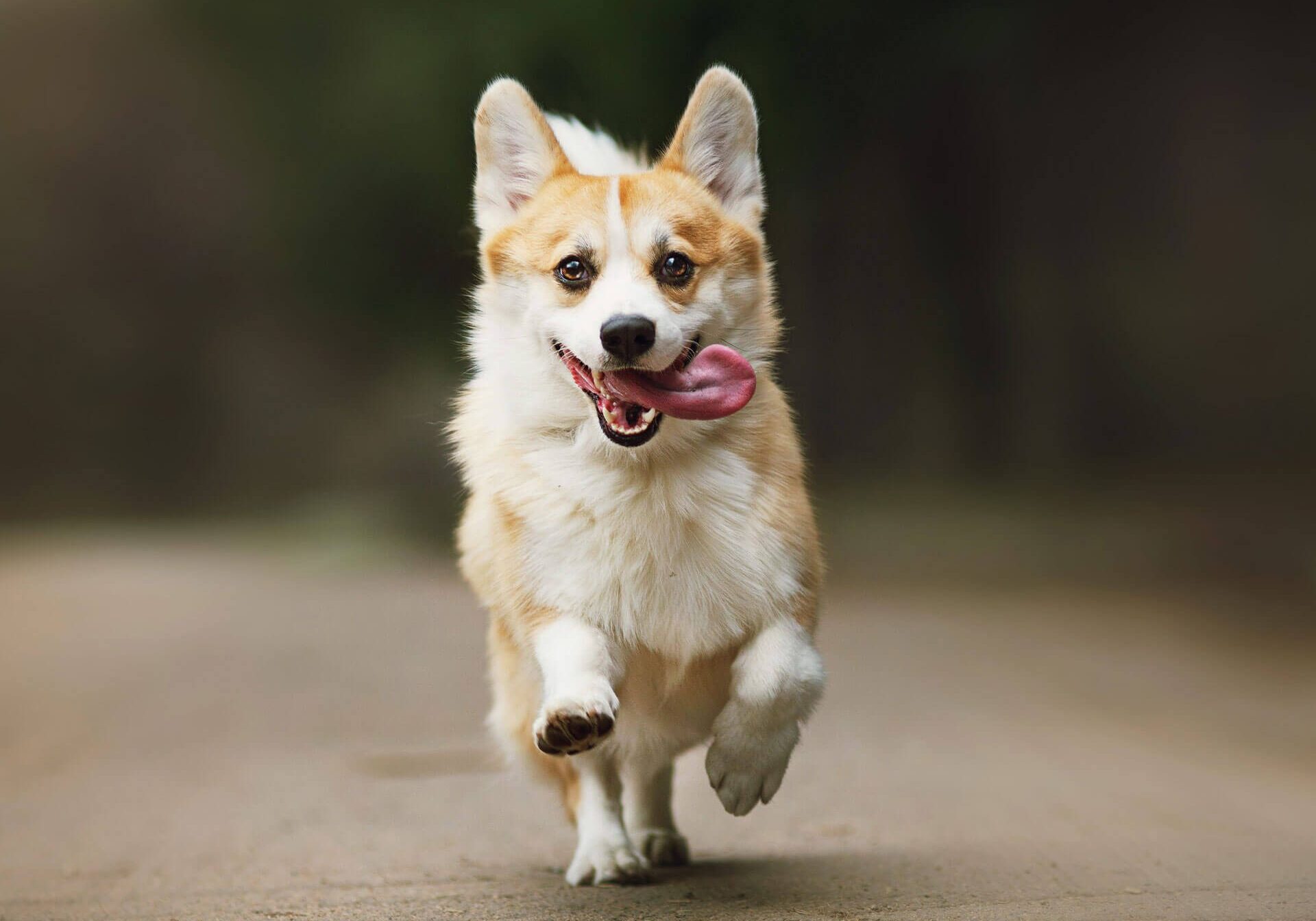 Dog Running