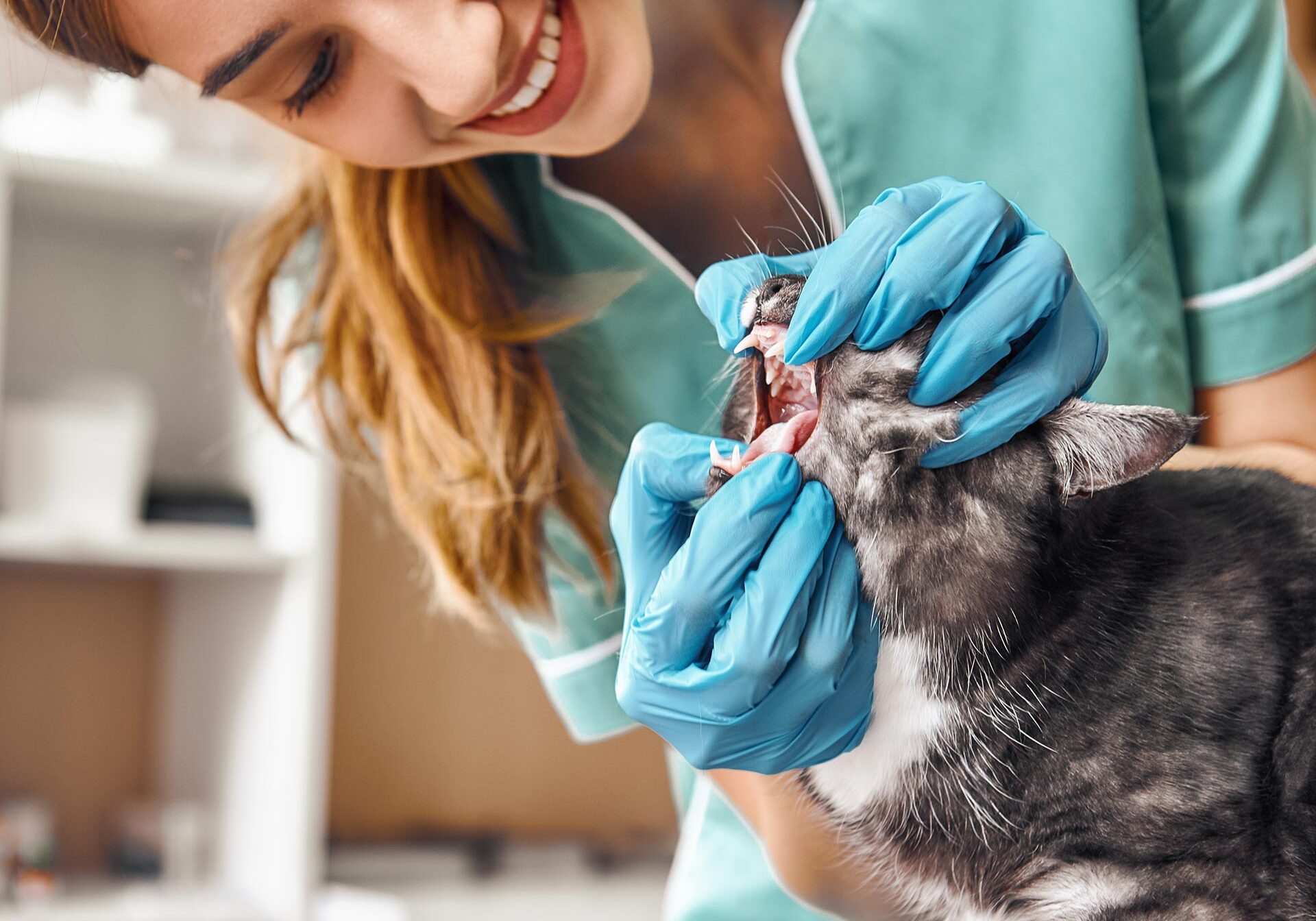 Female Veterinarian Checking Cats Teeth