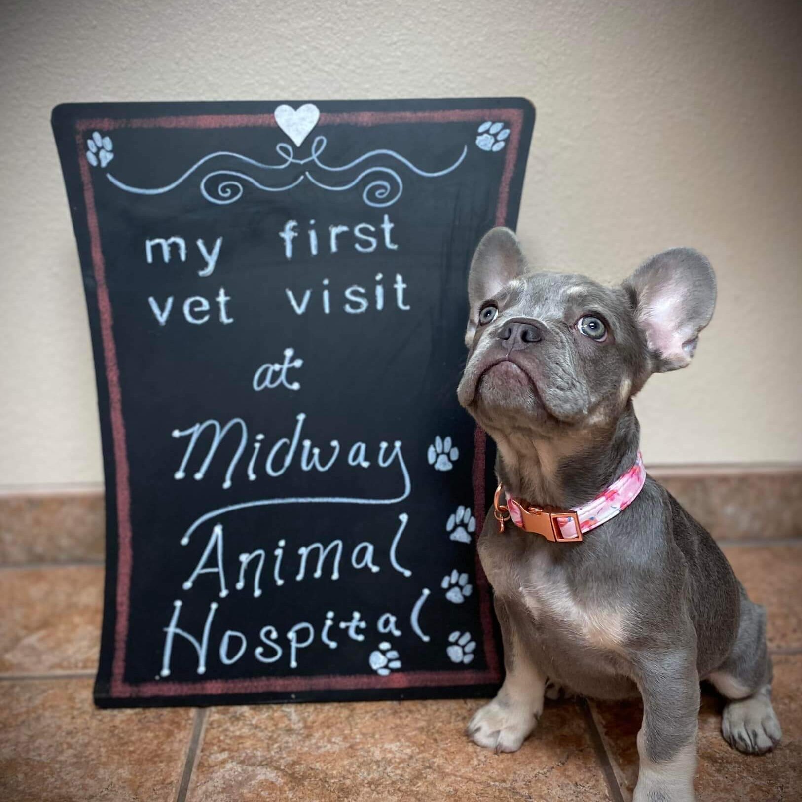 French Bulldog At First Vet Visit