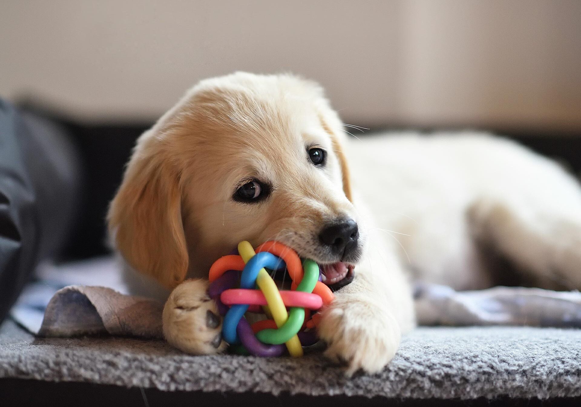 Golden Retriever Puppy Chewing On Colorful Toy