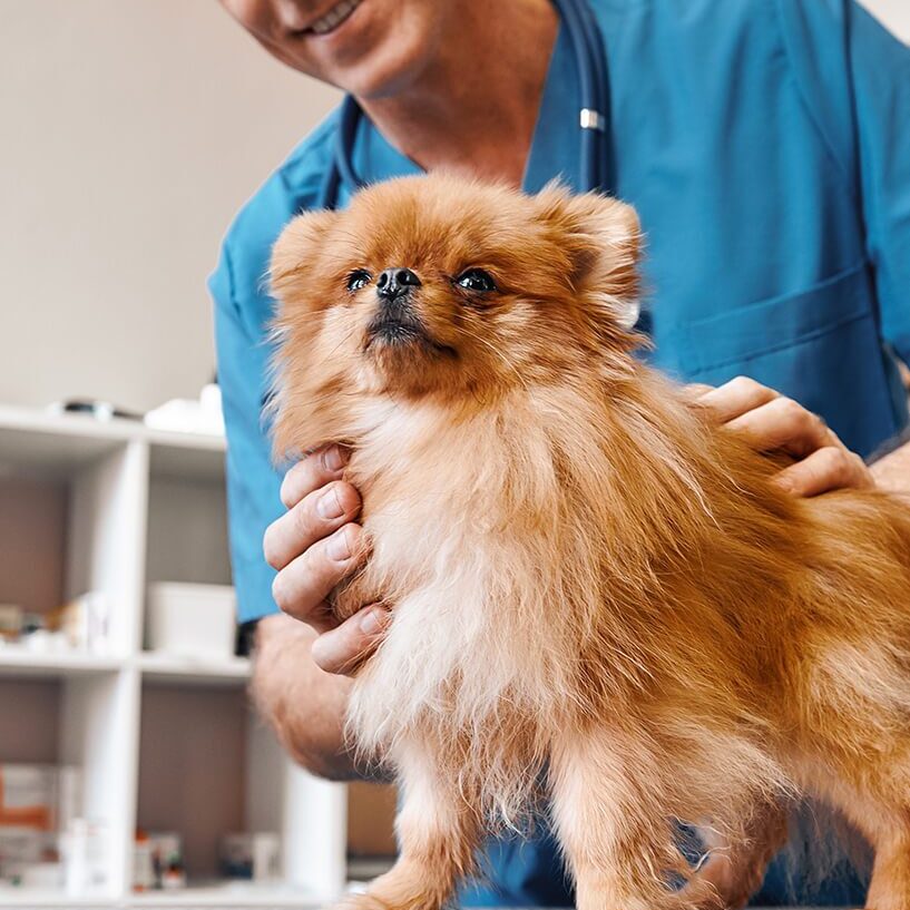 Male Veterinarian With Small Brown Dog