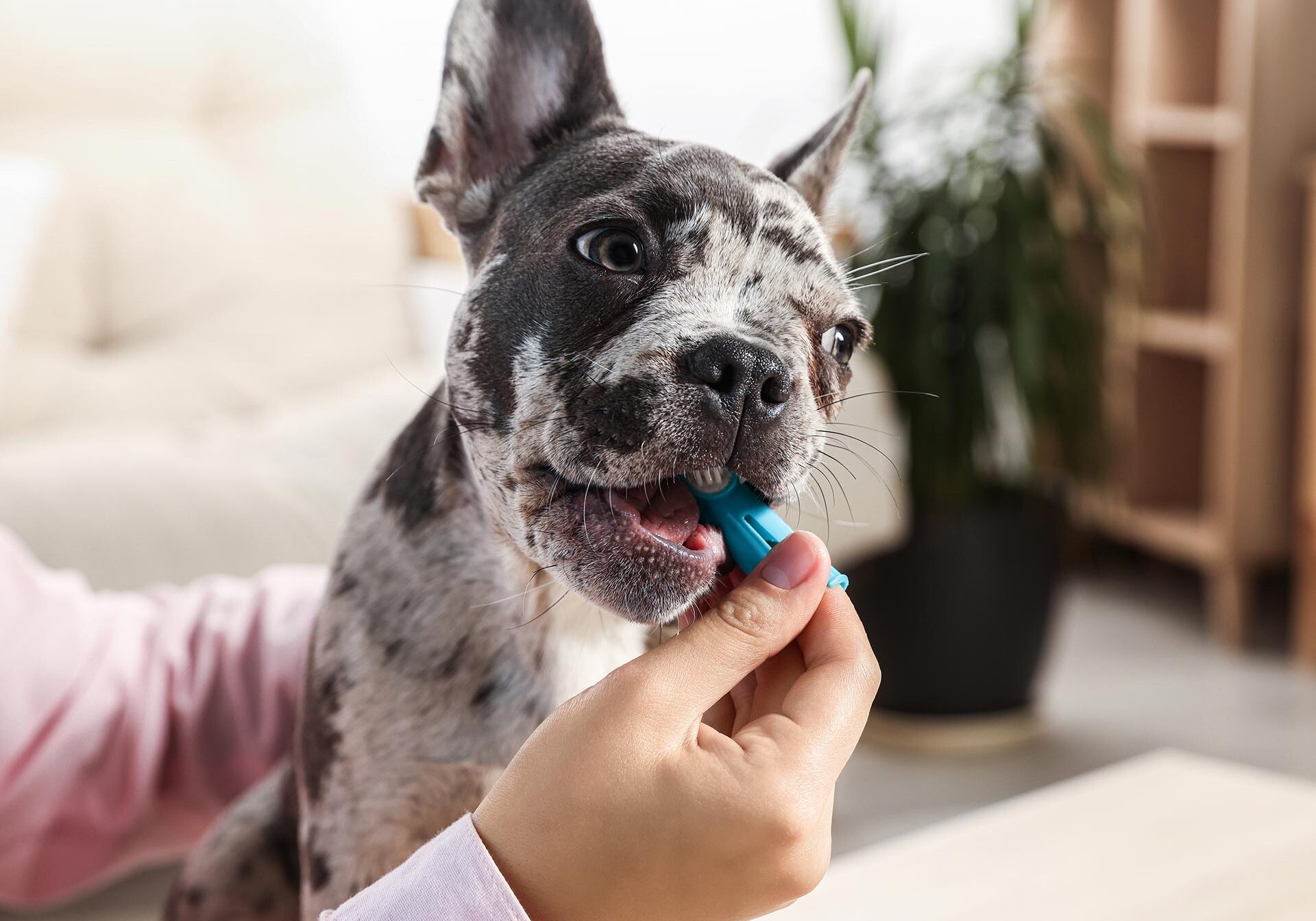 Pet Owner Brushing Dogs Teeth