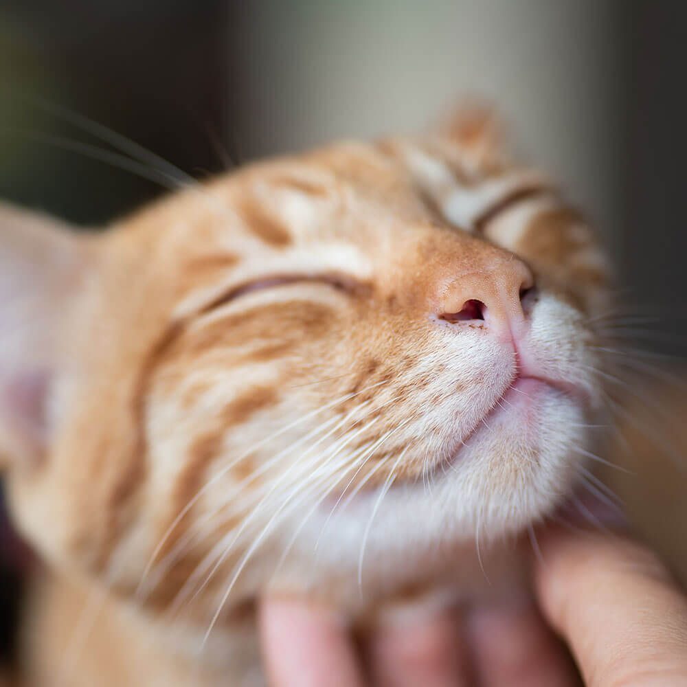 Scratching Cats Chin