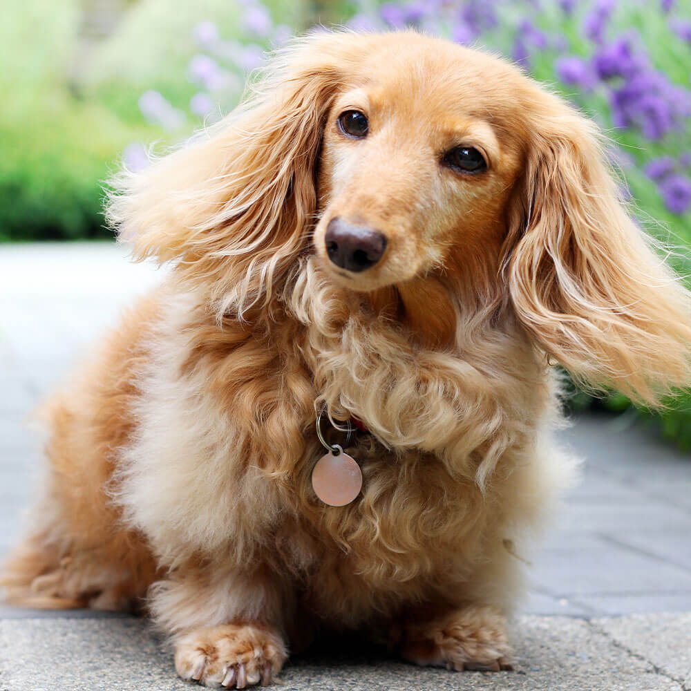 Small Dog Sitting By Purple Flowers