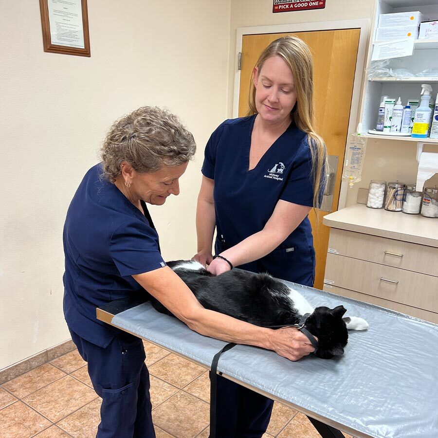 Staff Members Comforting Dog Laying On Exam Table