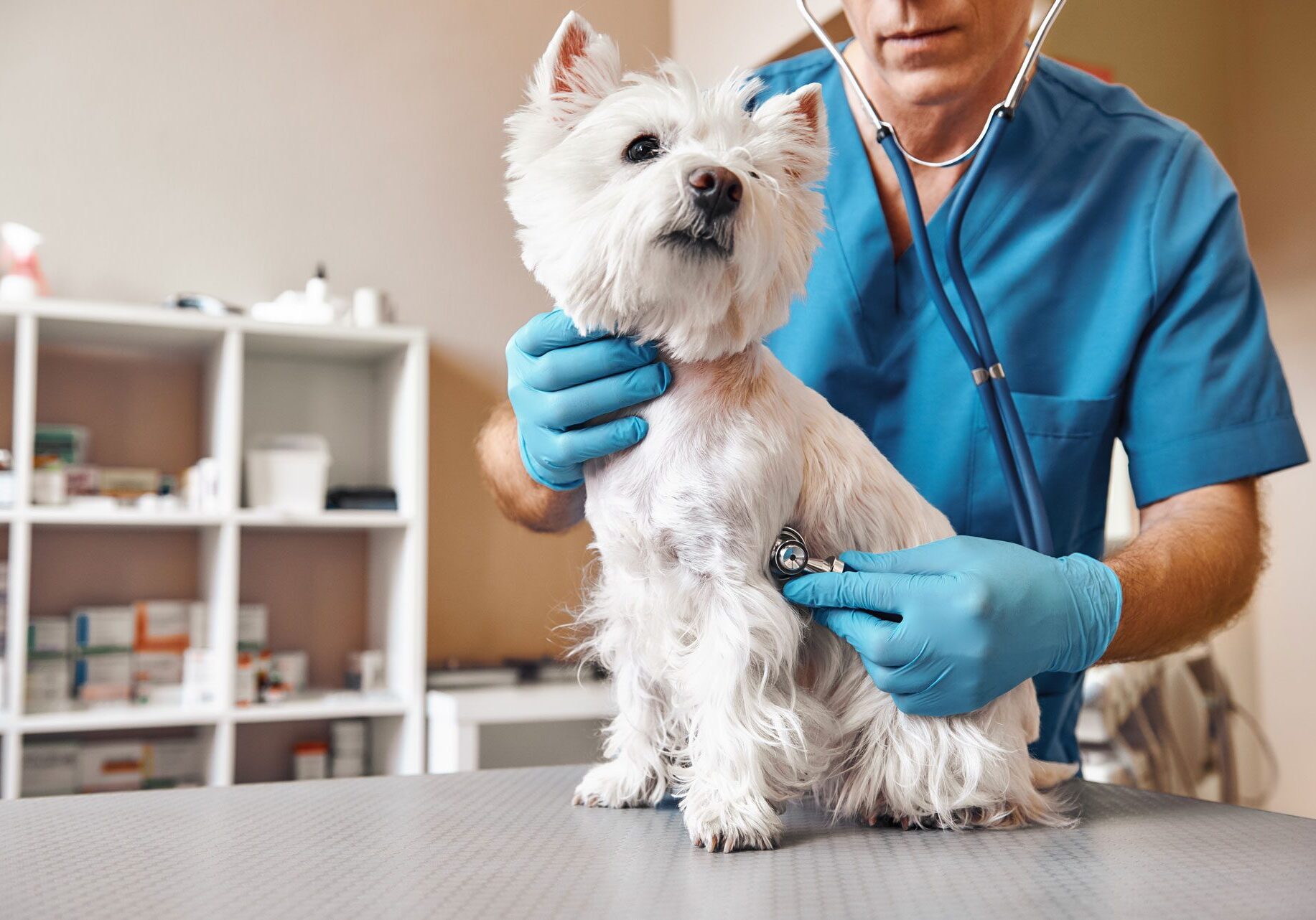 Veterinarian Examining Dog