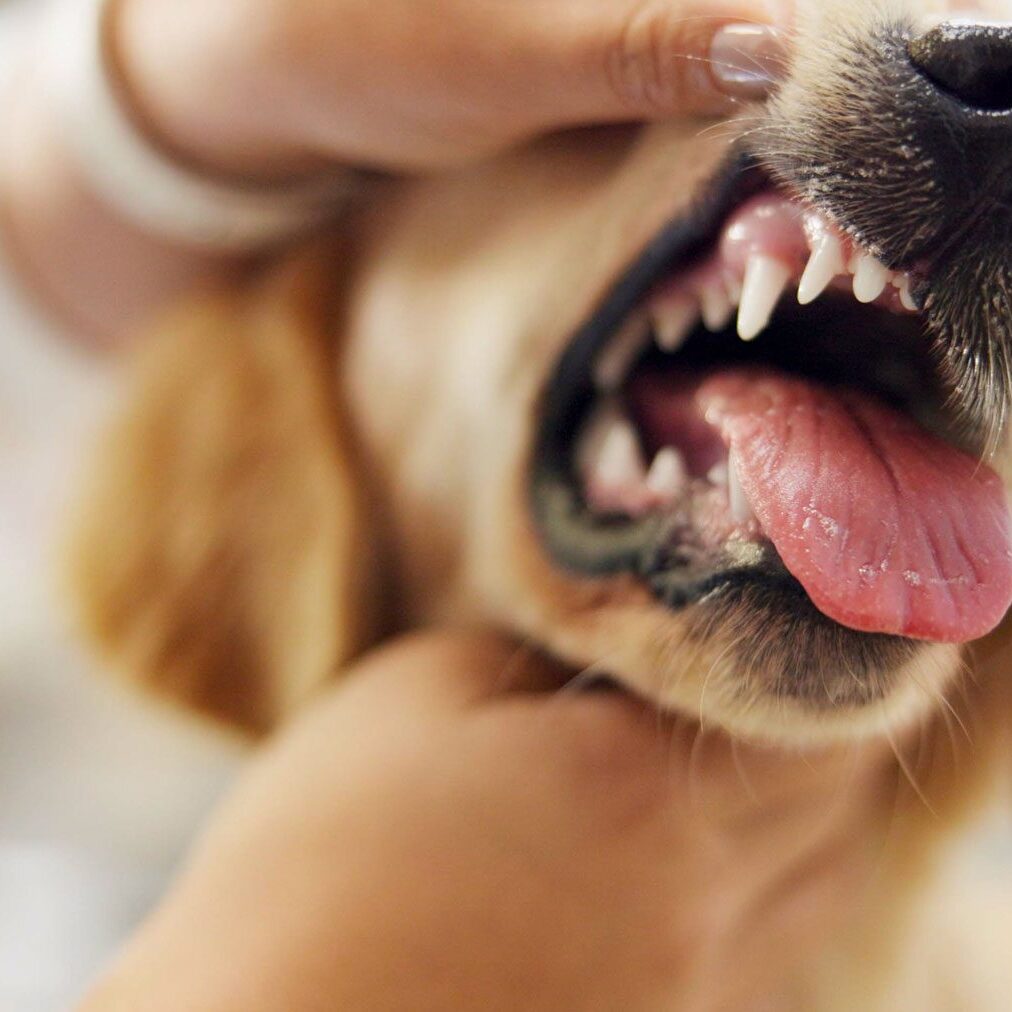 Veterinarian Examining Dogs Teeth