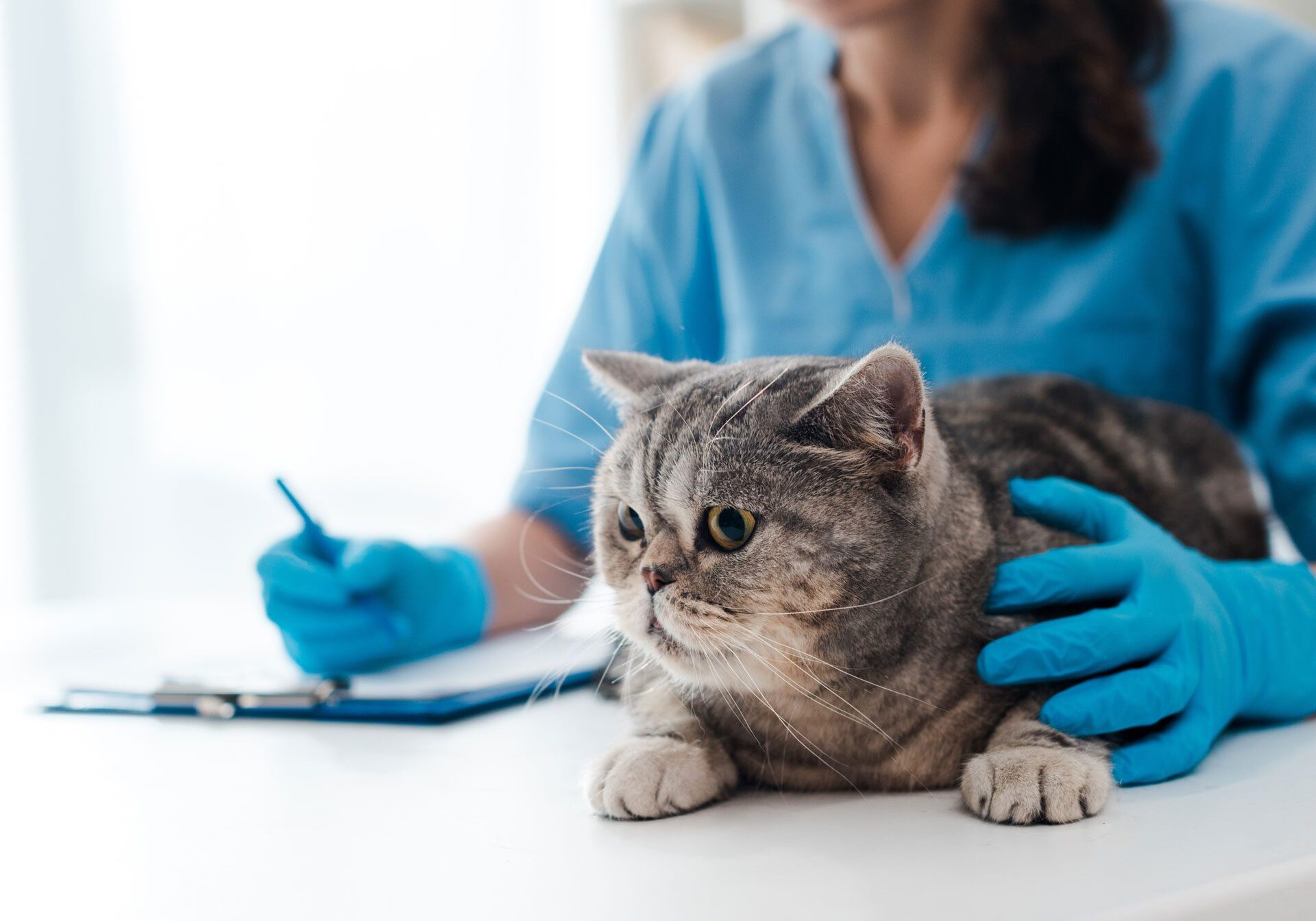 Veterinarian With Gray Cat