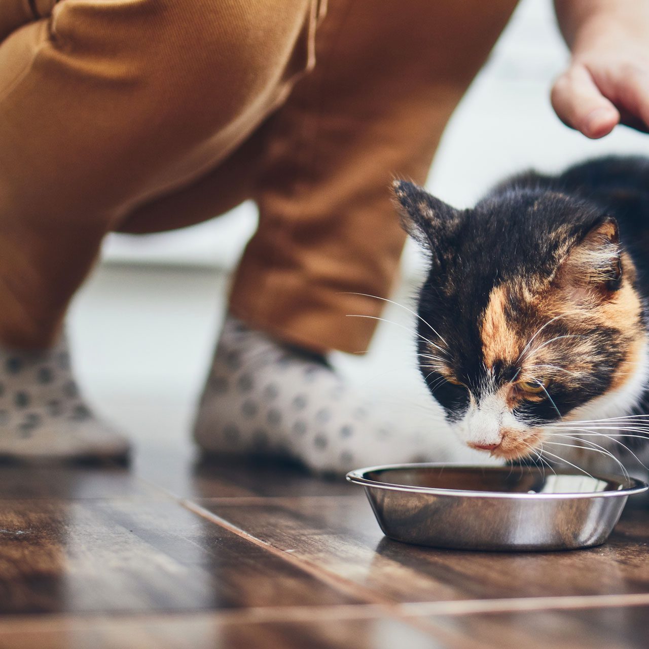 Woman Petting Cat